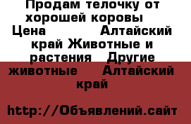 Продам телочку от хорошей коровы. › Цена ­ 3 000 - Алтайский край Животные и растения » Другие животные   . Алтайский край